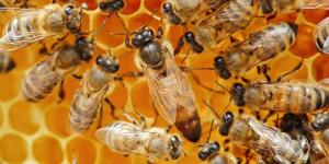 How Big Is a Queen Bee? - Queen Bee Size