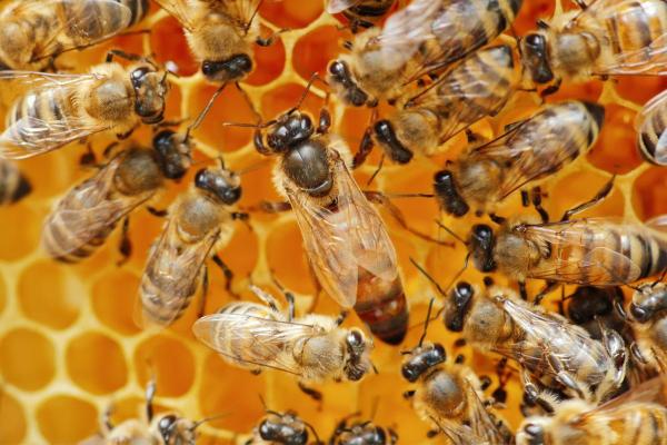 How Big Is a Queen Bee? - Queen Bee Size