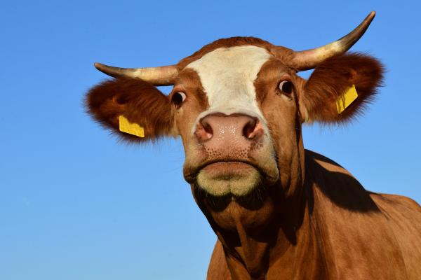 Are Cows Bad for the Environment? - How can we reduce methane emissions from ruminant animals?