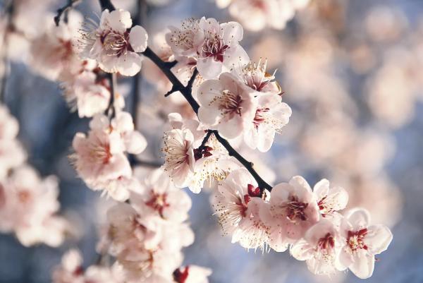 What Are Deciduous Trees? - How do deciduous trees shed their leaves?