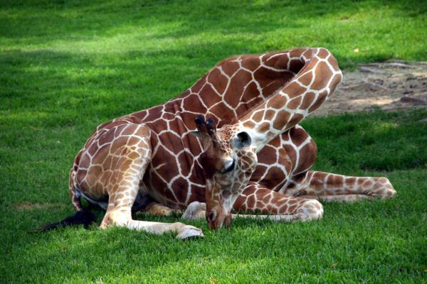 How Do Giraffes Sleep?
