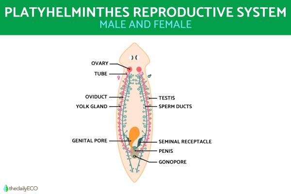 Platyhelminthes Characteristics and Examples - How do Platyhelminthes reproduce?