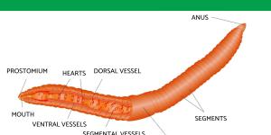 How Many Hearts Do Earthworms Have?