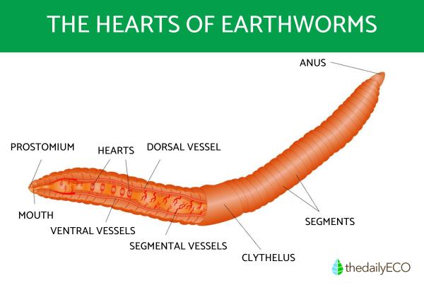 How Many Hearts Do Earthworms Have?