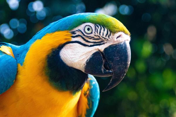 How Many Species of Animals Are There in the World? - How many species of animals are there in the world?
