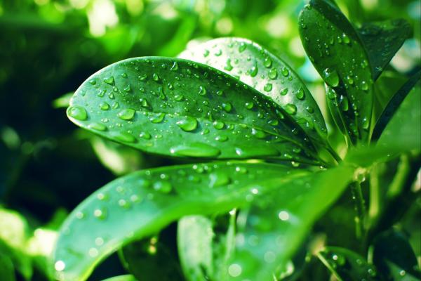 How to Care for a Schefflera Plant (Umbrella Tree) Indoors? - How often should a Schefflera be watered?