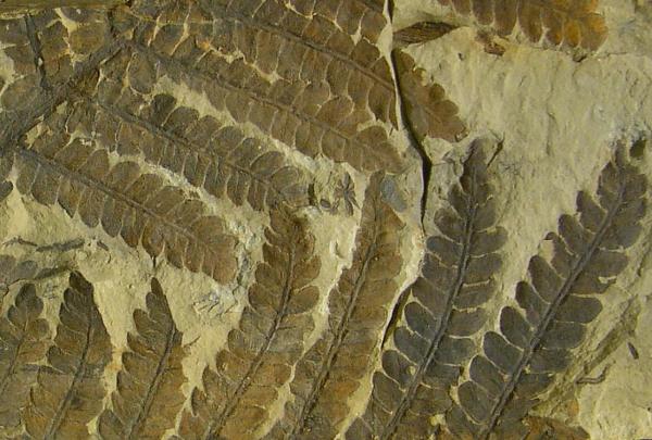 What Is Paleobotany? - Study of Plant Fossils - How plants fossilize