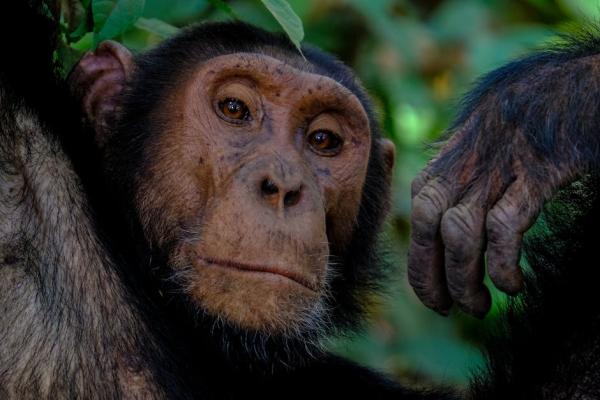 How Similar Are Humans and Chimpanzees?