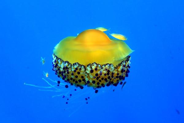Are Fried Egg Jellyfish Poisonous? - How to avoid a fried egg jellyfish sting