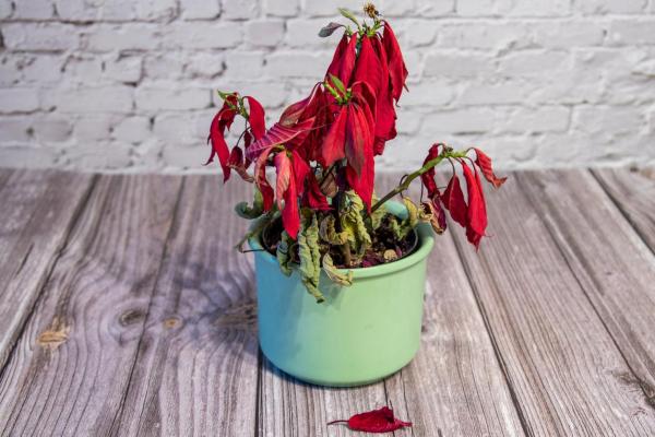 How to Bring a Poinsettia Back to Life