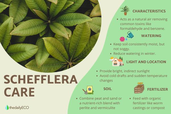 How to Care for a Schefflera Plant (Umbrella Tree) Indoors?