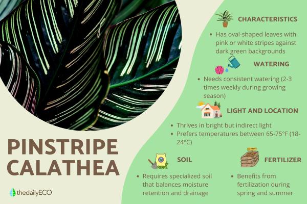 How to Care for Pinstripe Calathea