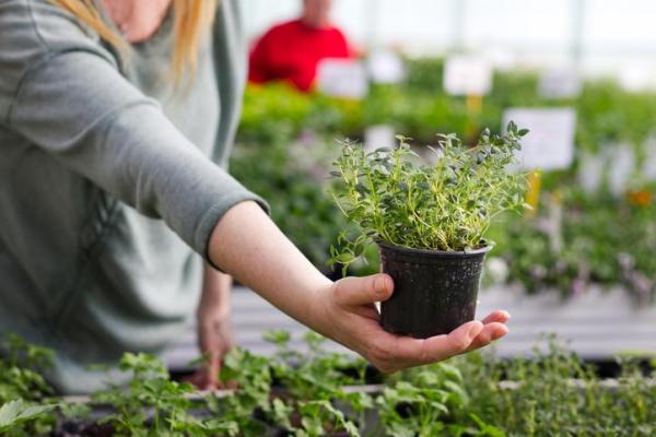 Caring for Different Types of Thyme Plants - How to care for thyme plants