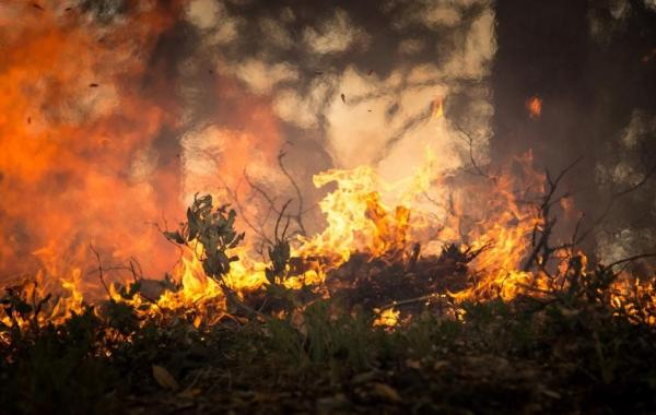 How to Help Stop Wildfires?