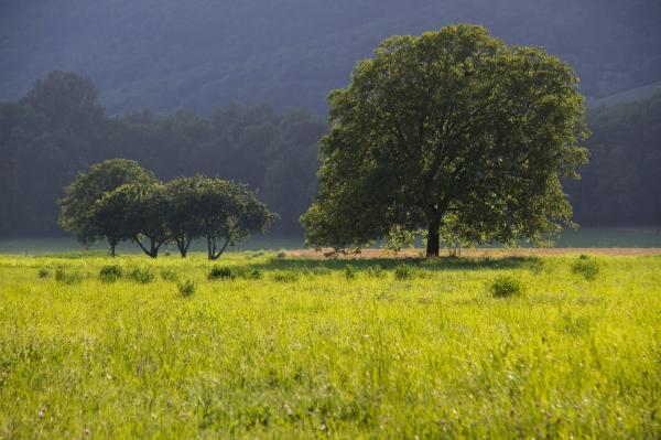 How to Plant a Walnut Tree From a Nut - How to plant a walnut tree from a branch cutting