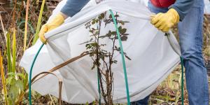 How to Protect Plants From Frost and Freeze