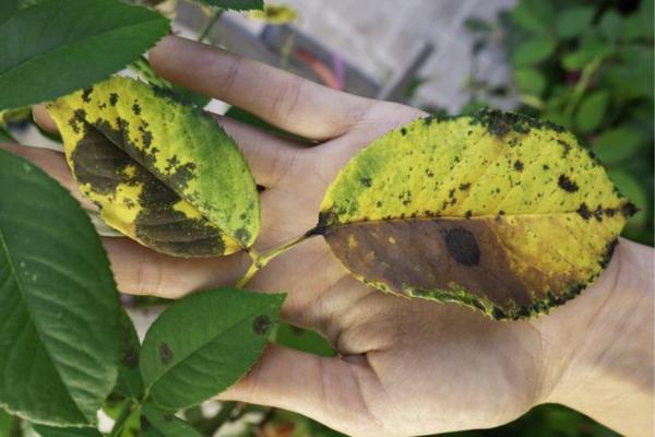 What Do Black Spots on Leaves Mean? - How to remove black spots from plant leaves