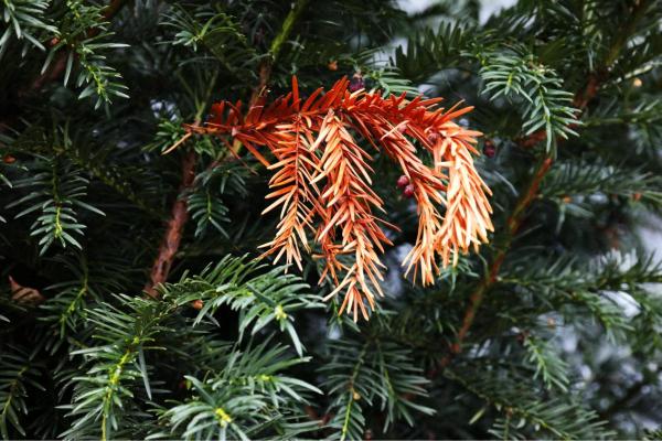 How to Save a Drying Fir Tree