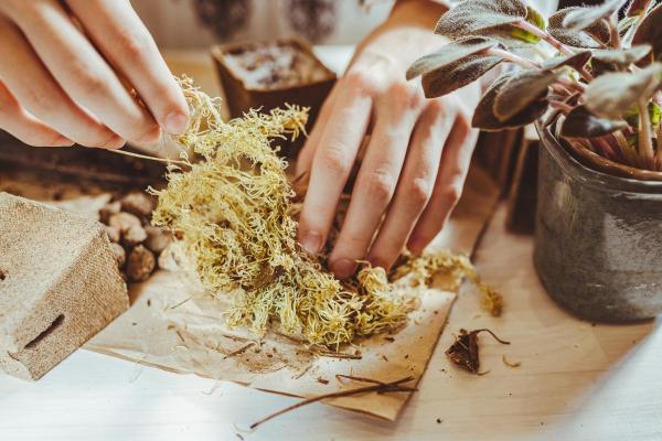 Sphagnum Moss Uses for Plants - How to use sphagnum moss
