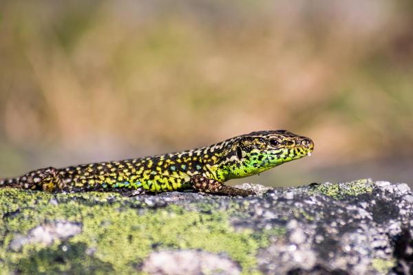 Types of Spanish Lizards - Iberian rock lizard lizard
