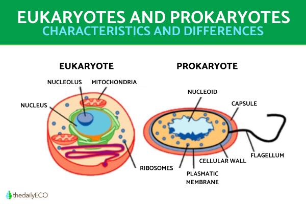 Eukaryotic Cell - Vital Components and Processes - Importance of eukaryotic cells