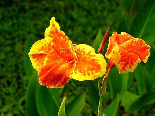Types of Spring Flower Bulbs - Indian shot (Canna indica)