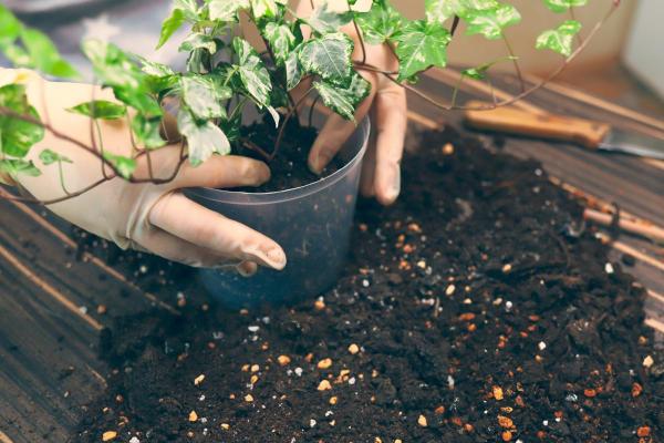 Caring for Indoor Ivy Plants - Potted Ivy Care - Indoor ivy soil and fertilizer