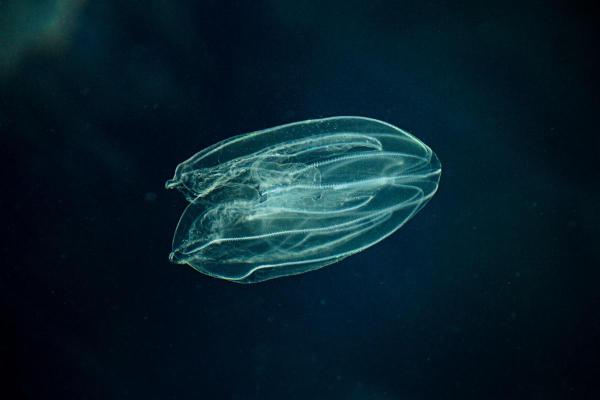 Is the Comb Jelly the First Animal on Earth?