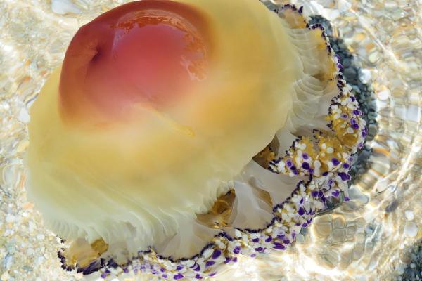 Are Fried Egg Jellyfish Poisonous? - Is the fried egg jellyfish sting poisonous?