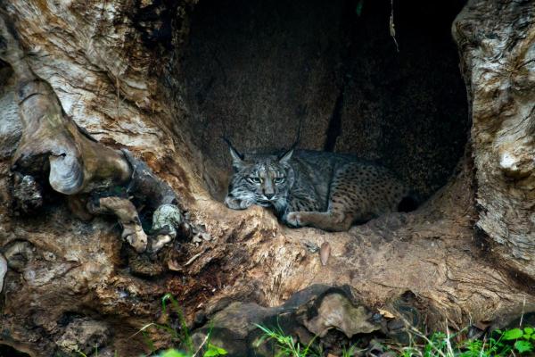 Iberian Lynx Facts - It is a solitary animal