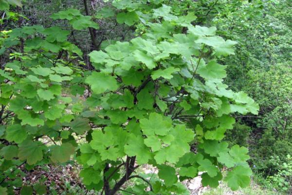 Types of Spanish Trees - With Photos - Italian maple (Acer opalus)