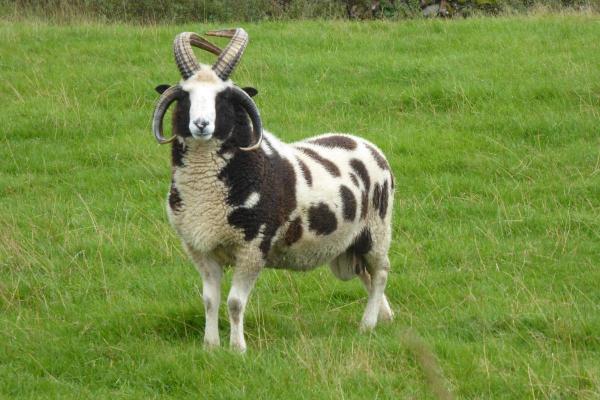 Different Kinds of Sheep Breeds - Jacob sheep