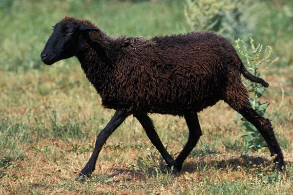 Different Kinds of Sheep Breeds - Karakul sheep