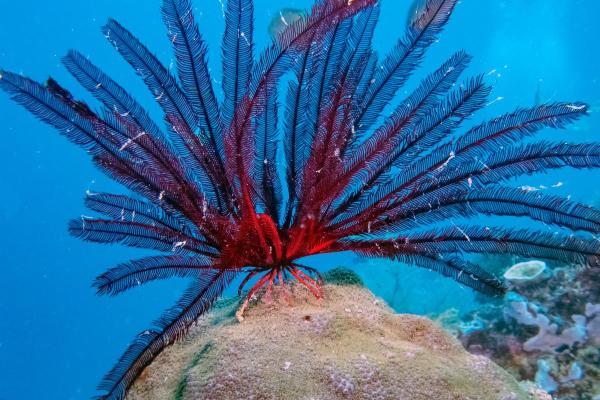 What Are Sea Lilies (Crinoids)? - Key characteristics of sea lilies