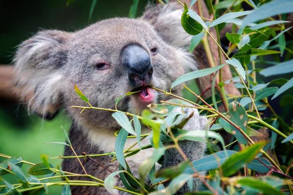 What Do Koalas Eat and Drink? - Koala digestive system