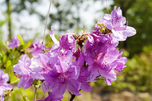 Aazlea Bush Types - Different Kinds of Azaleas - Korean Azalea