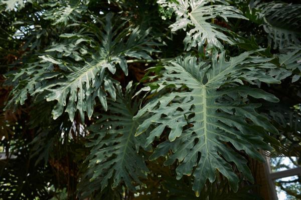 Large and Hardy Indoor Plants - Lacy tree philodendron (Thaumatophyllum bipinnatifidum)
