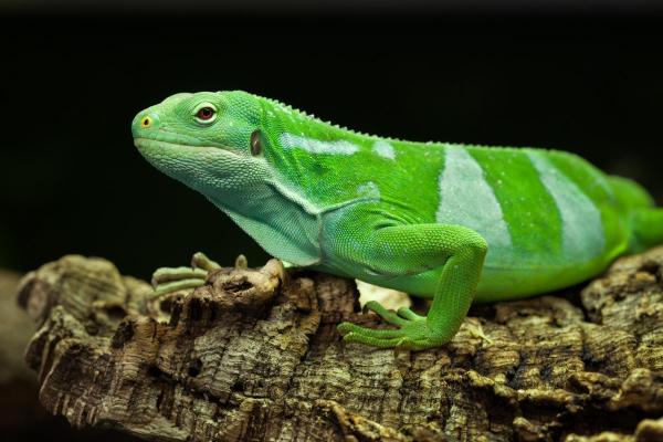 Different Types of Iguana - Lau banded iguana