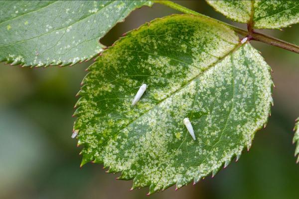 Why Are My Rose Leaves Turning Yellow? - Leafhoppers