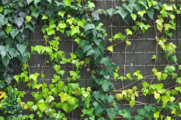 Canary Island Ivy Care and Propagation - Light, temperature and location
