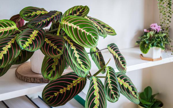 Prayer Plant Care - Maranta Leuconeura - Light, temperature and location for prayer plants