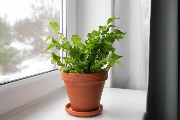 Bird's-Nest Fern Care Guide - Light, Temperature, and Placement for Bird's Nest Ferns