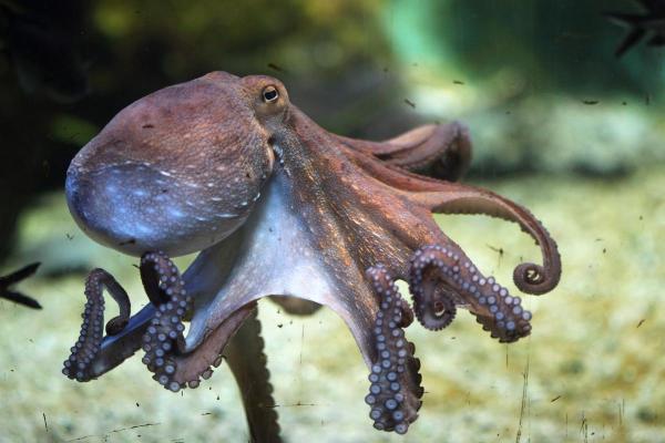 Octopus Anatomy - Body Parts of an Octopus - Mantle
