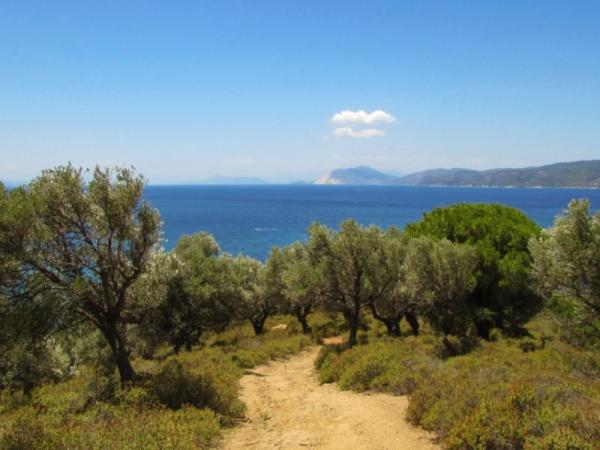 Types of Terrestrial Biomes on Earth - Mediterranean