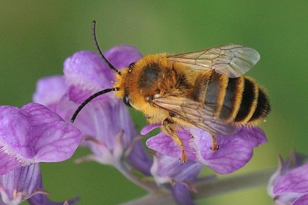Different Types of Bees - Bee Identification Guide - Melittidae bees