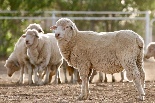 Different Kinds of Sheep Breeds - Merino sheep