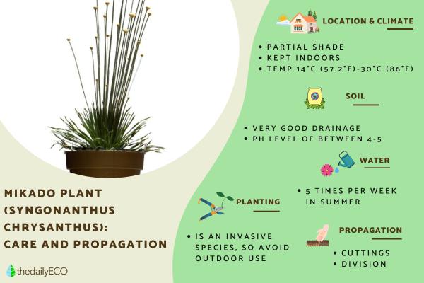Mikado Plant Care Guide (Syngonanthus chrysanthus)
