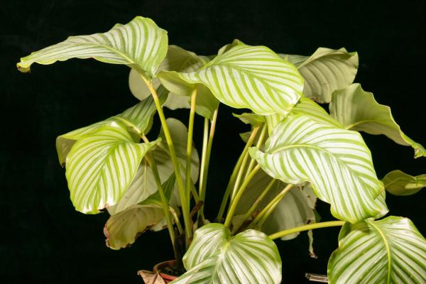 My Calathea Has Yellow Leaves