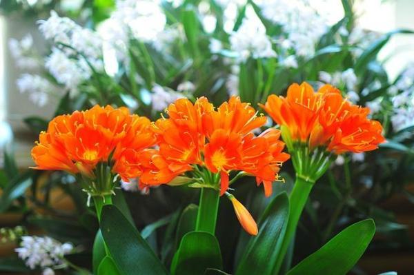 Winter Outdoor Plants for Pots - Natal lily