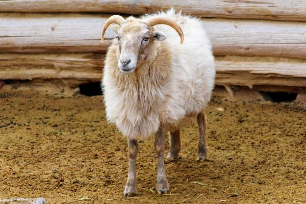 Different Kinds of Sheep Breeds - Navajo-Churro sheep